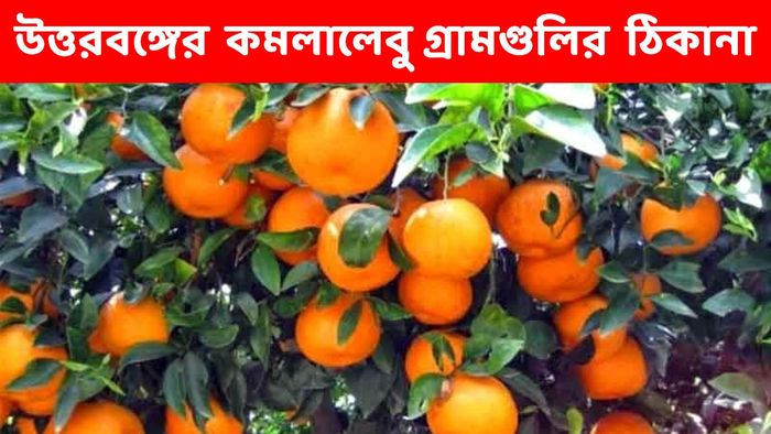 শুধু সিটং নয়, উত্তরবঙ্গের একাধিক জায়গায় কমলালেবুর বাগান আছে, কোথায়?