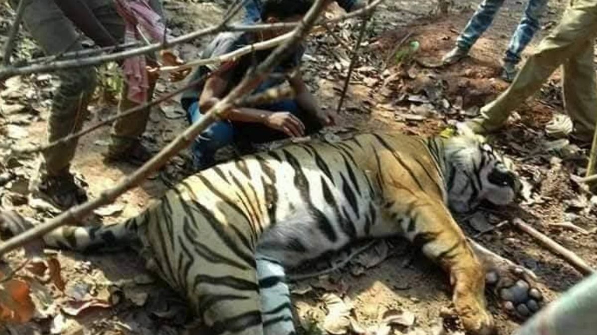 ধরা পড়ল বাঘিনী