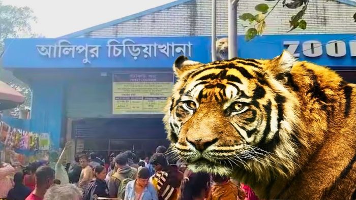 আলিপুর চিড়িয়াখানায় আনা হল জিনাতকে। ছবির বাঘটি প্রতীকী।