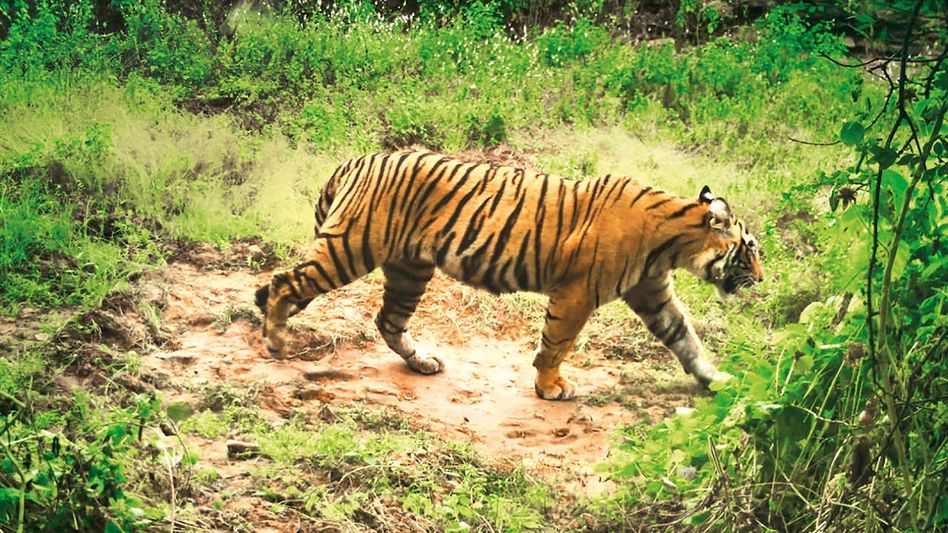 সুন্দরবনের সেই বাঘ ফের জঙ্গলে, হাঁফ ছাড়ল কুলতলি সুন্দরবনের সেই বাঘ ফের জঙ্গলে, হাঁফ ছাড়ল কুলতলি