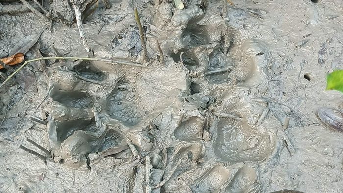 কুলতলিতে ফের বাঘের পায়ের ছাপ।-ফাইল ছবি