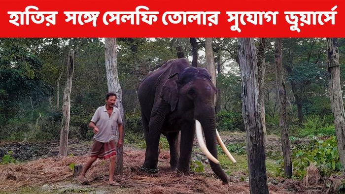 ডুয়ার্সের জঙ্গলে হাতির সঙ্গে সেলফি, কোথায়, খরচ কত?