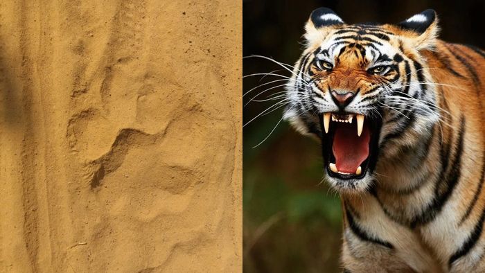 ঝাড়গ্রামে ফের বাঘের আতঙ্ক।-কোলাজ