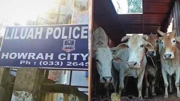 বড় গরু চুরি চক্রের পর্দাফাঁস করলেন লিলুয়া থানার পুলিশ আধিকারিকরা।