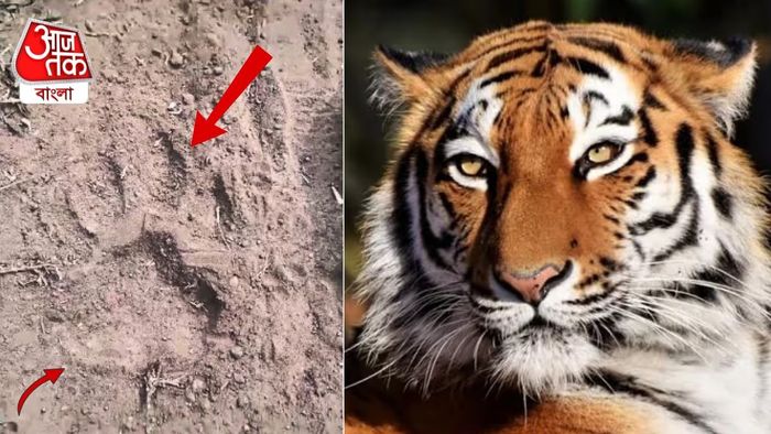 পুরুলিয়ায় মিলল বাঘের পায়ে ছাপ