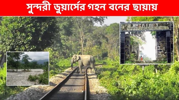 ডুয়ার্সের জঙ্গলে ঘোরার সেরা সময় এটাই, কোথায় কোথায় ঘুরবেন?