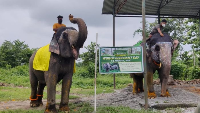 গরুমারায় দুর্ঘটনা, পাতাওয়ালাকে শুঁড়ে আছড়ে মারল কুনকি হাতি। প্রতীকী ছবি
