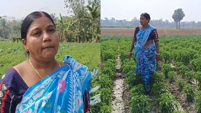 বর্ণালী ধাড়া