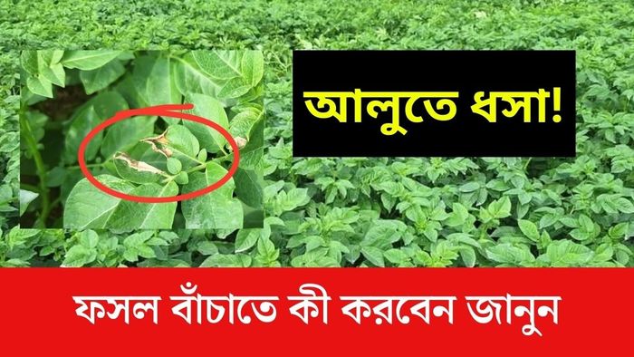 আলুতে ধসা ধরলে কী করবেন? জানুন কৃষি বিজ্ঞানীর টিপস