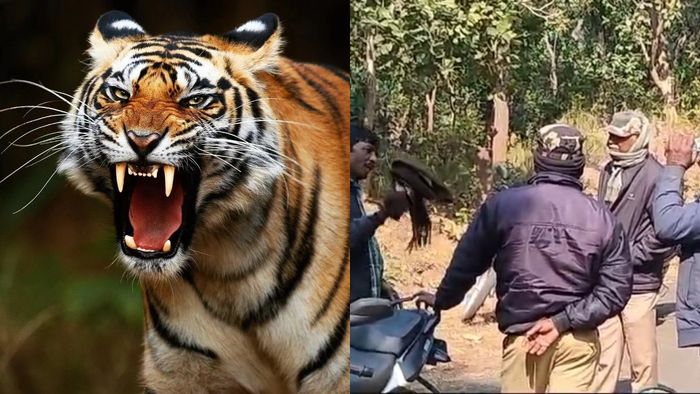 বাঁকুড়ায় ফের বাঘের উৎপাত।-কোলাজ