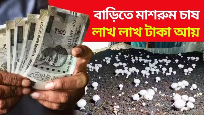 মাশরুম চাষ করবেন কীভাবে জেনে নিন।