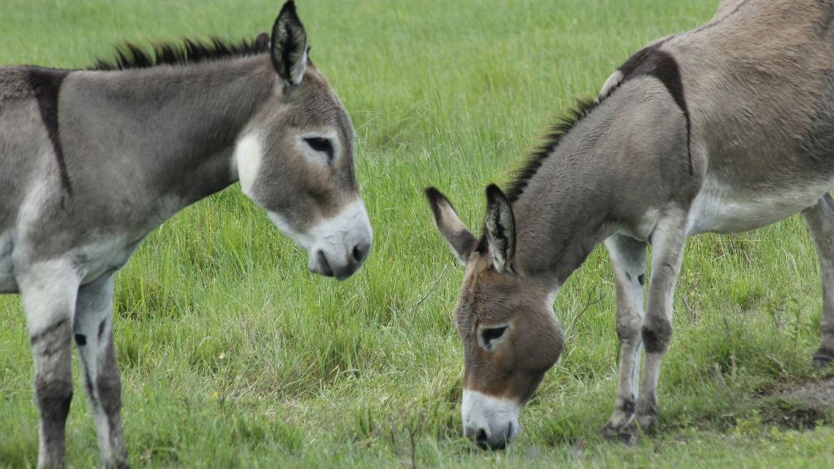 চিনের ধনী ব্যক্তিদের টার্গেটে এখন পাকিস্তানি গাধা, কেসটা কী?