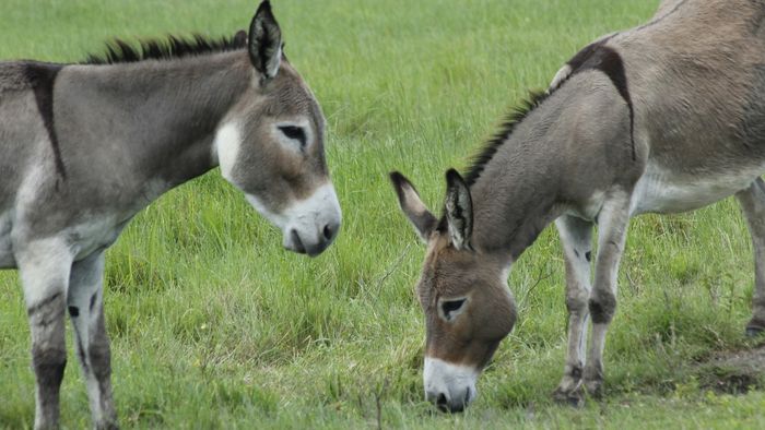 চিনের ধনী ব্যক্তিদের মধ্যে পাকিস্তানি গাধার এই পণ্যের ক্রেজ বেড়েছে, কী এই ই-জিয়াও?