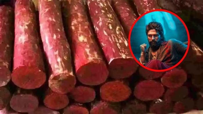 'পুষ্পা'র সেই লাল চন্দন পাওয়া যায় ভারতের এই জায়গায়, বিশ্ব বাজারে এর দাম কত?