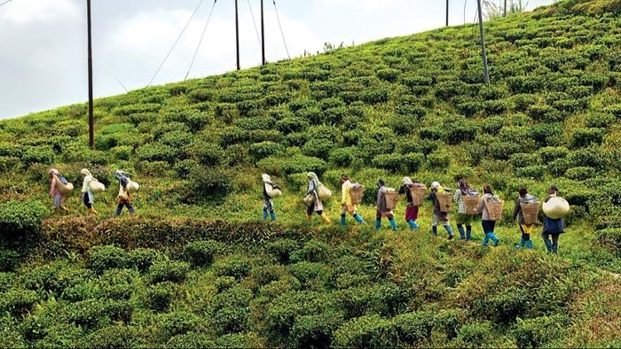 টি-ট্যুরিজম নিয়ে অসন্তোষ দানা বাঁধছে চা-বলয়ে, পাহাড়ের পর এবার সমতলেও ক্ষোভ