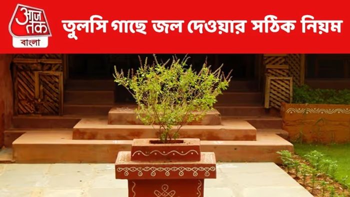 সপ্তাহে এই দিন তুলসীতে জল দেওয়া বারণ, লক্ষ্মী-বিষ্ণুর কোপে কাঙাল হতে পারেন