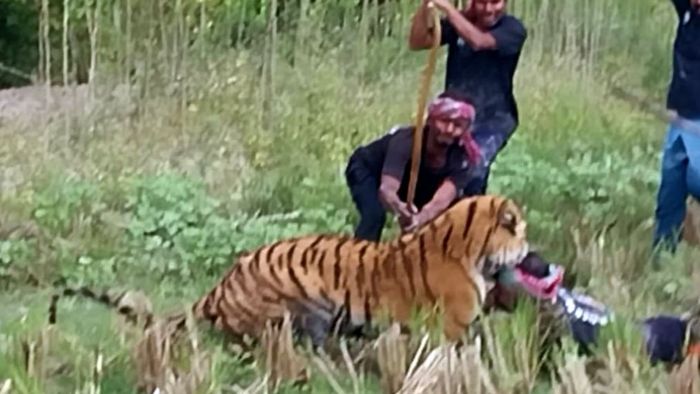 বাঘ কামড় বসিয়েছে এক বনকর্মীর ঘাড়ে।-ফাইল ছবি