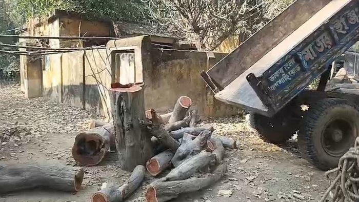 বীরভূমের জঙ্গল থেকে লাল চন্দন গাছ পাচারের চেষ্টা