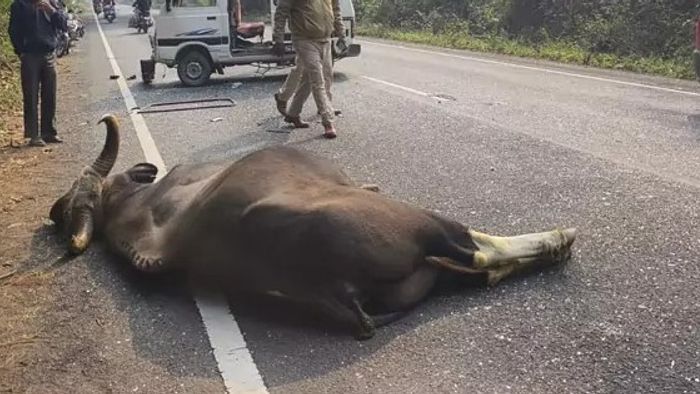 বাইসনের মর্মান্তিক মৃত্যু, ডুয়ার্সের রাস্তায় গাড়ির ধাক্কা