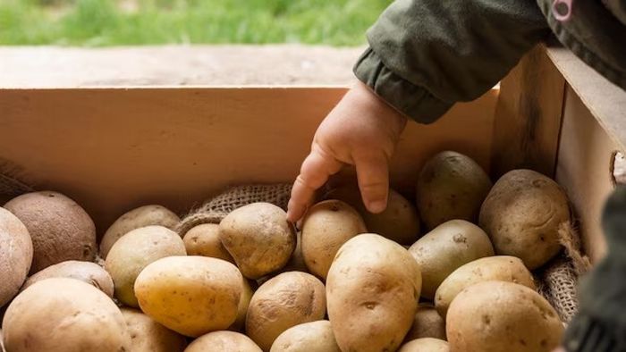 ১ মার্চ থেকে মালদার হিমঘরগুলি থেকে আলুর বন্ড বিলির সিদ্ধান্ত, কীভাবে আবেদন?