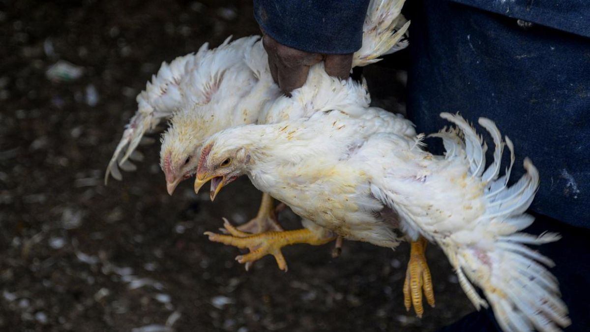 বার্ড ফ্লু হতে পারে আপনার বাড়ির পোষা প্রাণীদেরও, জেনে নিন কীভাবে বাঁচবেন?