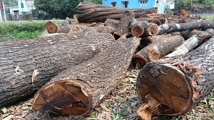 স্কুলের ১৪টি গাছ কেটে বিপাকে খোদ প্রধান শিক্ষক, থানায় দায়ের অভিযোগ