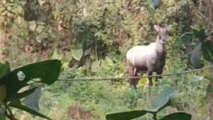 দুটো চোখ জ্বল জ্বল করছে, বাংলাদেশ সীমান্তে রাত হলেই ওটা কী ঘুরছে?