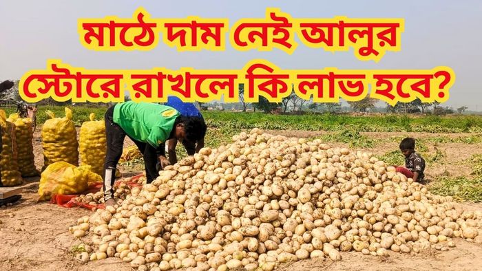 আলুর দাম তলানিতে, আম আদমির 'পৌষমাস', চাষিদের 'সর্বনাশ', কী হবে?
