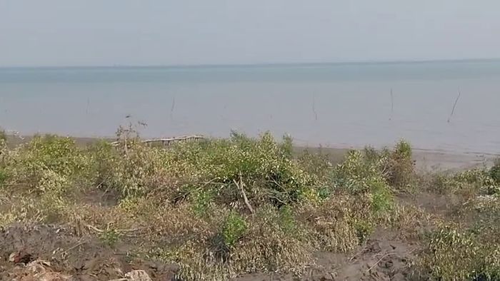 কেটে ফেলা হয়েছে ম্যানগ্রোভ।-ফাইল ছবি