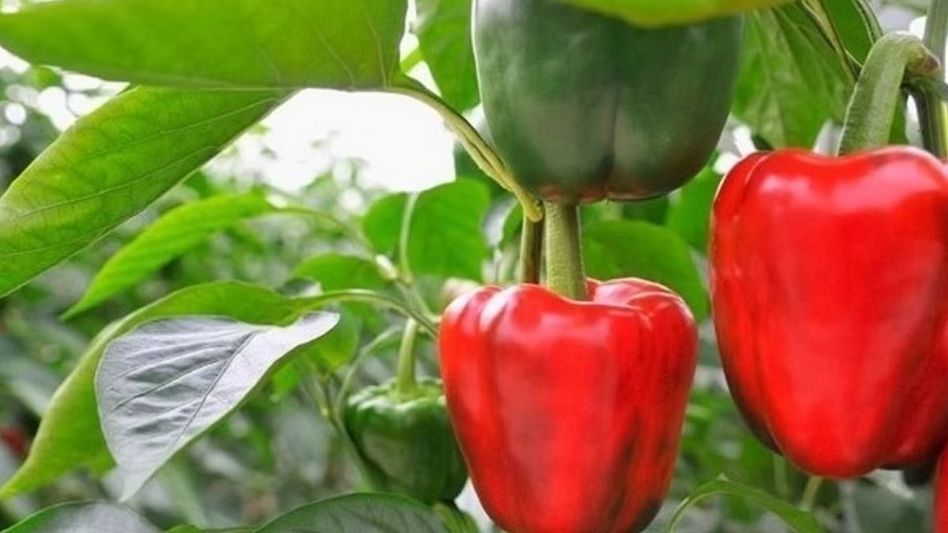 ক্যান্সারও রুখে দিতে পারে? সবুজ ক্যাপসিকামের ৬ আশ্চর্য উপকারিতা ক্যান্সারও রুখে দিতে পারে? সবুজ ক্যাপসিকামের ৬ আশ্চর্য উপকারিতা