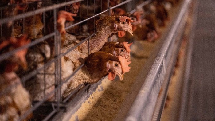 বার্ড ফ্লু