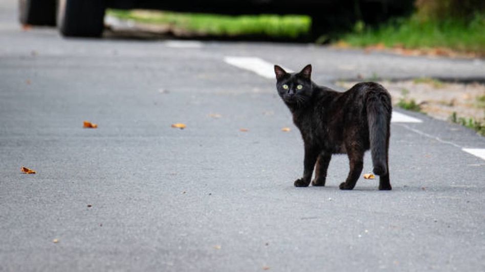 রাস্তা কেটেছিল, রাগে বেড়ালকে জ্যান্ত পুড়িয়ে খুন, ভিডিও দেখে পুলিশই FIR করল রাস্তা কেটেছিল, রাগে বেড়ালকে জ্যান্ত পুড়িয়ে খুন, ভিডিও দেখে পুলিশই FIR করল