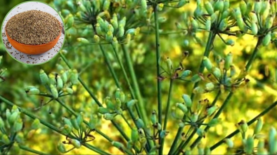 রোজ সকালে খান এই সস্তার মশলা, ওজন কন্ট্রোলে, বাড়বে ত্বকের জেল্লা রোজ সকালে খান এই সস্তার মশলা, ওজন কন্ট্রোলে, বাড়বে ত্বকের জেল্লা