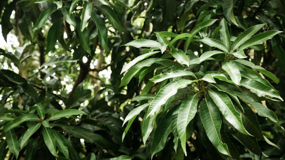 ডায়াবেটিস থেকে ত্বক পর্যন্ত, জানুন আম পাতার আশ্চর্যজনক গুণাগুণ ডায়াবেটিস থেকে ত্বক পর্যন্ত, জানুন আম পাতার আশ্চর্যজনক গুণাগুণ