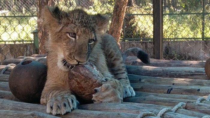 শিলিগুড়ির বেঙ্গল সাফারি পার্কে সংখ্যায় বাড়ল সিংহ, প্রকাশ্যে এল ছবি