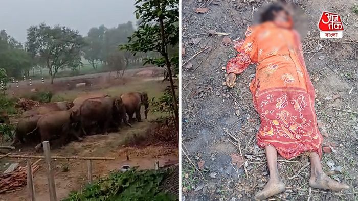 শুঁড়ে তুলে মাটিতে আছাড়, ঝাড়গ্রামে হাতির হানায় মৃত্যু মহিলার