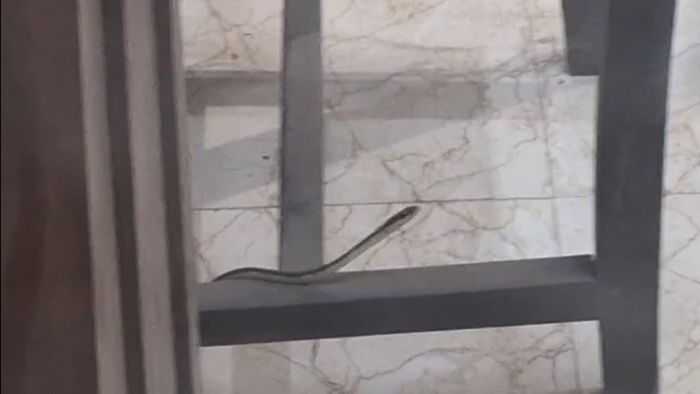 কলকাতা পুরসভায় সাপ।-ফাইল ছবি