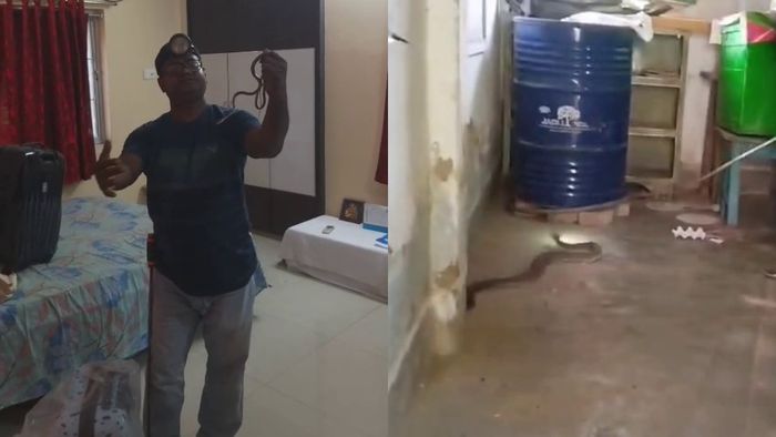 মালদা জুড়ে সাপের তাণ্ডব