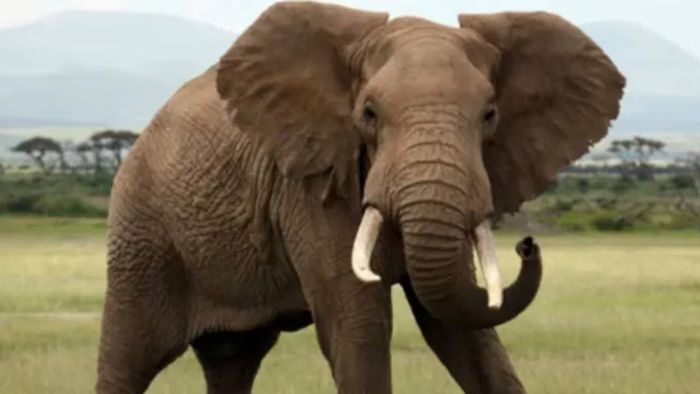 বিয়ের নিমন্ত্রণ করতে গিয়ে ডুয়ার্সে হাতির আক্রমণের মুখে দম্পতি, মৃত্যু স্ত্রীর। প্রতীকী ছবি