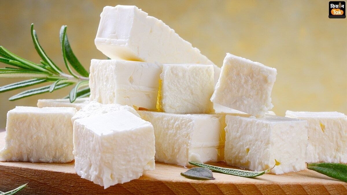 ভেজাল-বিষাক্ত পনিরে ছেয়ে গিয়েছে বাজার, কড়া ব্যবস্থার তোড়জোড় শুরু কেন্দ্রের