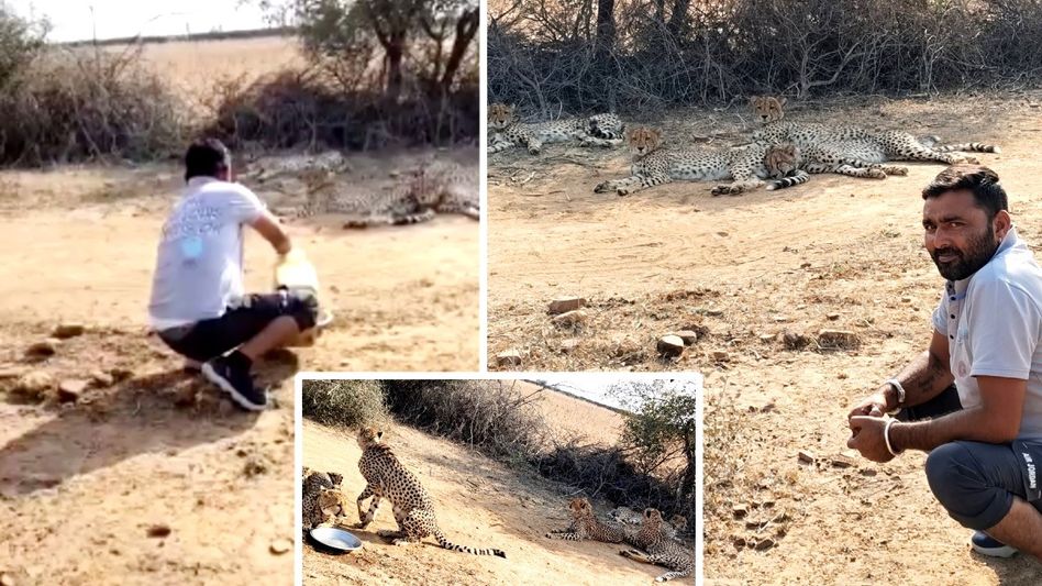 তৃষ্ণার্ত চিতাদের জল খাইয়েছিলেন, বরখাস্ত করা হল কুনো ন্যাশনাল পার্কের সেই ড্রাইভারকে তৃষ্ণার্ত চিতাদের জল খাইয়েছিলেন, বরখাস্ত করা হল কুনো ন্যাশনাল পার্কের সেই ড্রাইভারকে