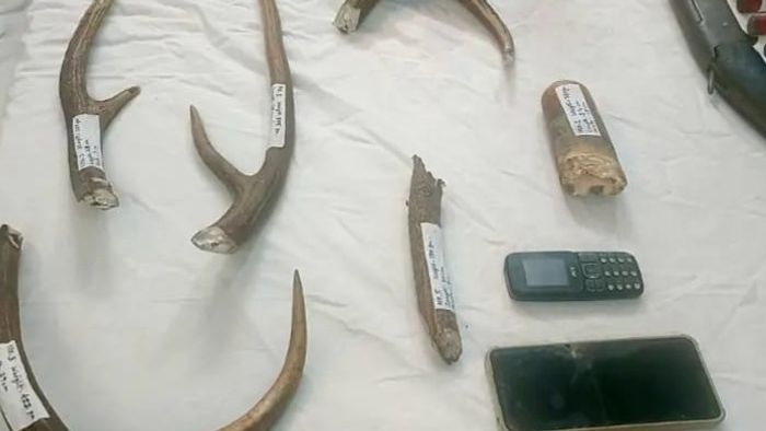 বনকর্মীদের জালে তিন পাচারকারী, উদ্ধার হাতির দাঁত, হরিণের শিং সহ আগ্নেয়াস্ত্র