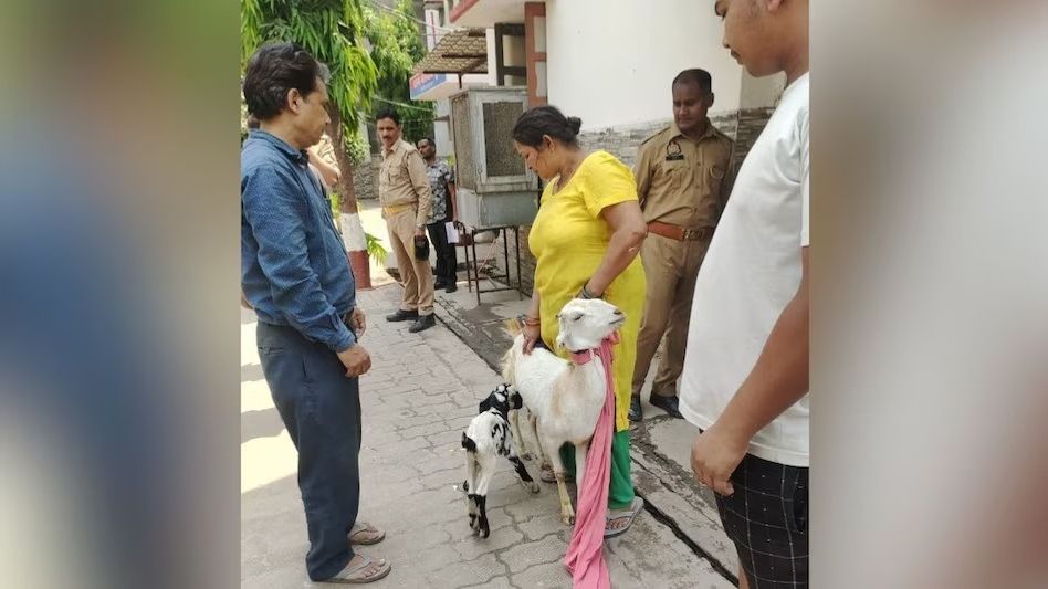 দুধ খাওয়ার পরই জানা গেল ছাগলের বাচ্চার আসল মালিক, হতভম্ব পুলিশ দুধ খাওয়ার পরই জানা গেল ছাগলের বাচ্চার আসল মালিক, হতভম্ব পুলিশ