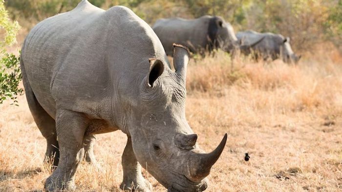 আলিপুরদুয়ারে গন্ডারের হানা! গোরু চড়াতে গিয়ে আহত ব্যক্তি, চাঞ্চল্য ছড়াল এলাকায়