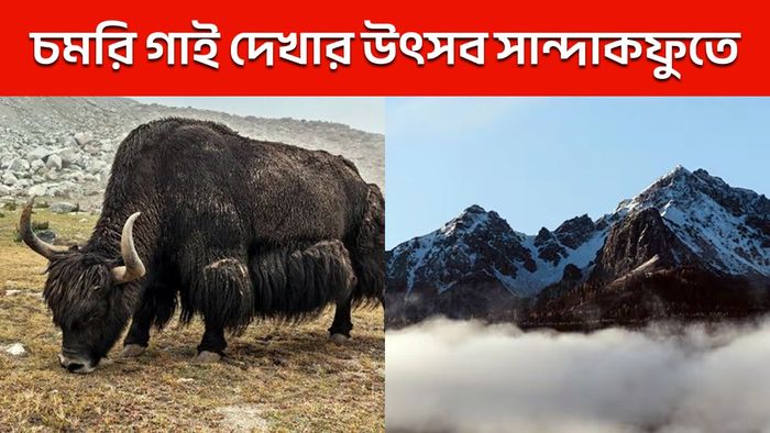 তুষারে মোড়া সান্দাকফুতে শুরু ইয়াক উৎসব, পর্যটকদের ঢল