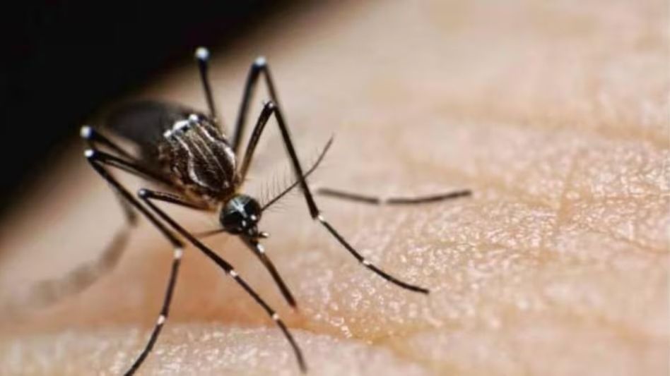 একটা ছোট্ট মশার কামড়েই হতে পারে ম্যালেরিয়া, কীভাবে প্রতিরোধ সম্ভব- লক্ষণ কী কী? একটা ছোট্ট মশার কামড়েই হতে পারে ম্যালেরিয়া, কীভাবে প্রতিরোধ সম্ভব- লক্ষণ কী কী?