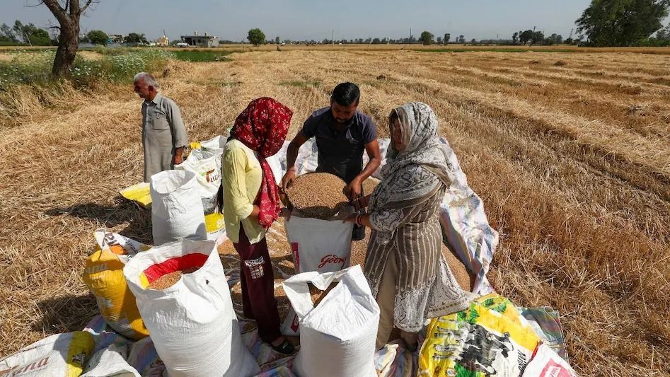 পহেলগাঁওয়ে উত্তেজনা, যুদ্ধের আশঙ্কায় আগেভাগেই ফসল কাটছে গ্রামবাসীরা!