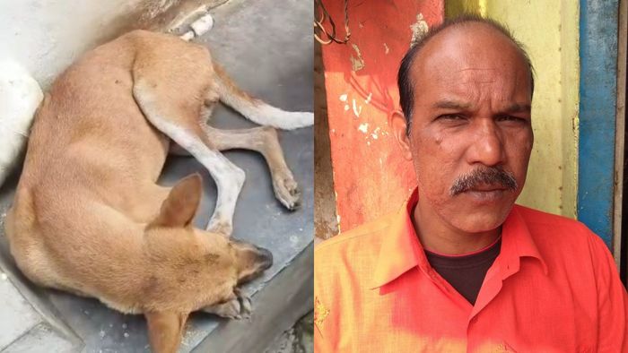 পথ কুকুরদের মারধরের প্রতিবাদ করায় দুই ভাইকে বেধড়ক মার, ঘটনায় মৃত্যু এক ভাই-এর