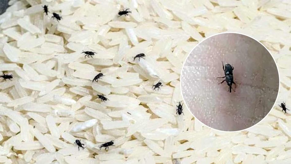 চালের কৌটোয় পোকামাকড়ে ভরেছে? সহজ ঘরোয়া প্রতিকারে তাড়ান চালের কৌটোয় পোকামাকড়ে ভরেছে? সহজ ঘরোয়া প্রতিকারে তাড়ান