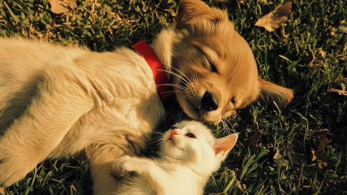 বাড়িতে কুকুর-বিড়াল পুষলে বাস্তুতে কী প্রভাব পড়ে? জেনে রাখা উচিত